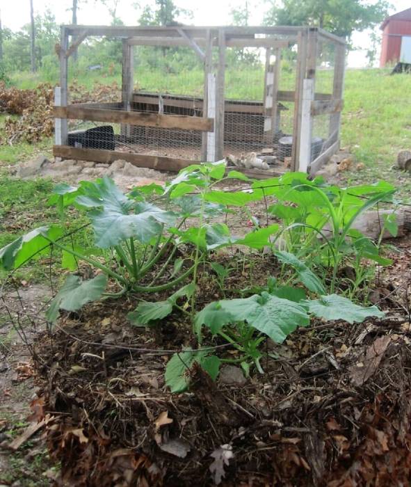 duck-coop-Compost-Pile